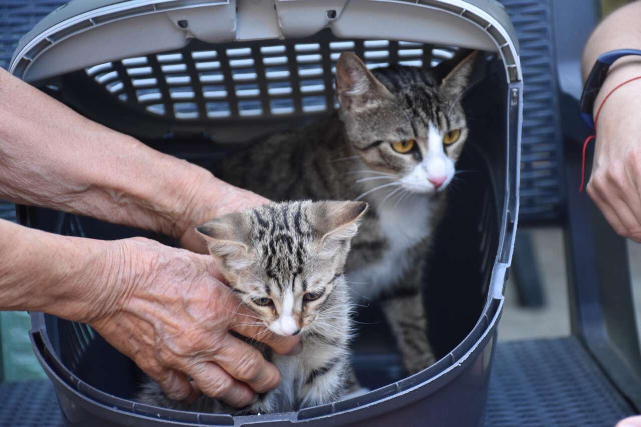 Erkek kedi doğum yaptı! 6 milyonda bir görülüyor 1